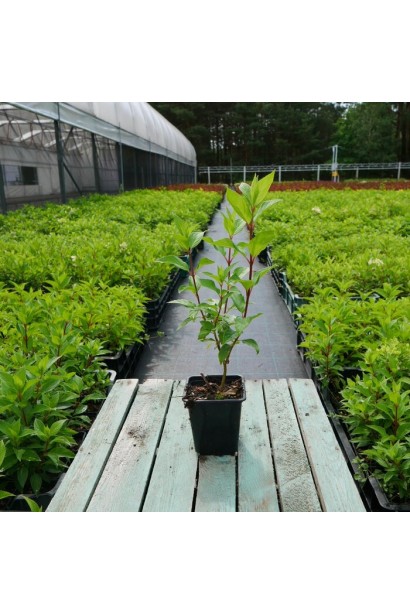 Гортензия Диамантино в контейнере 0,5л